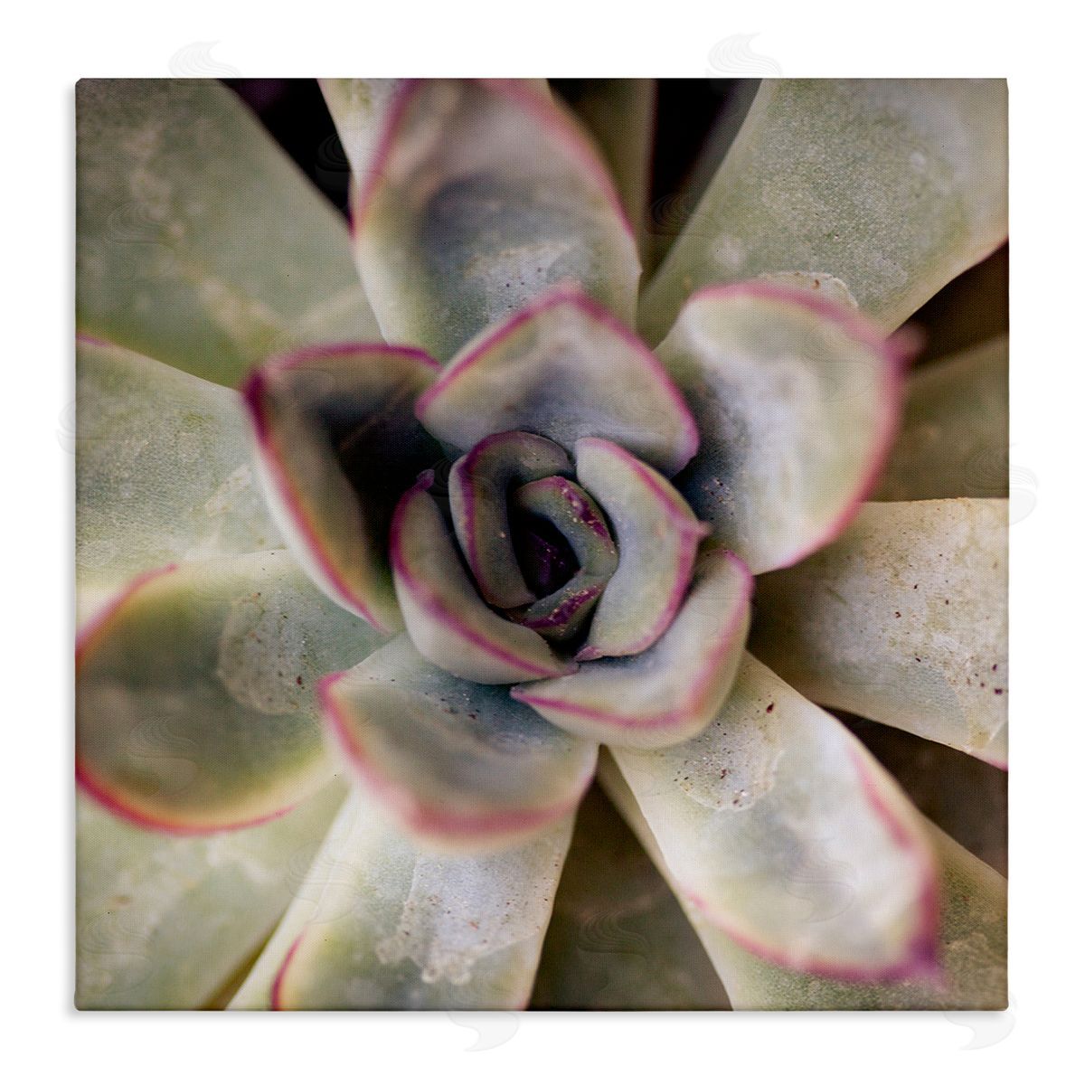 Susan Bryant Succulent Petals Pattern Canvas Wall Art Print