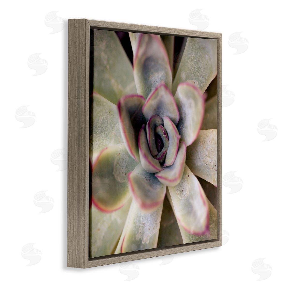 Susan Bryant Succulent Petals Pattern Brown Floating Frame Canvas Wall Art Print