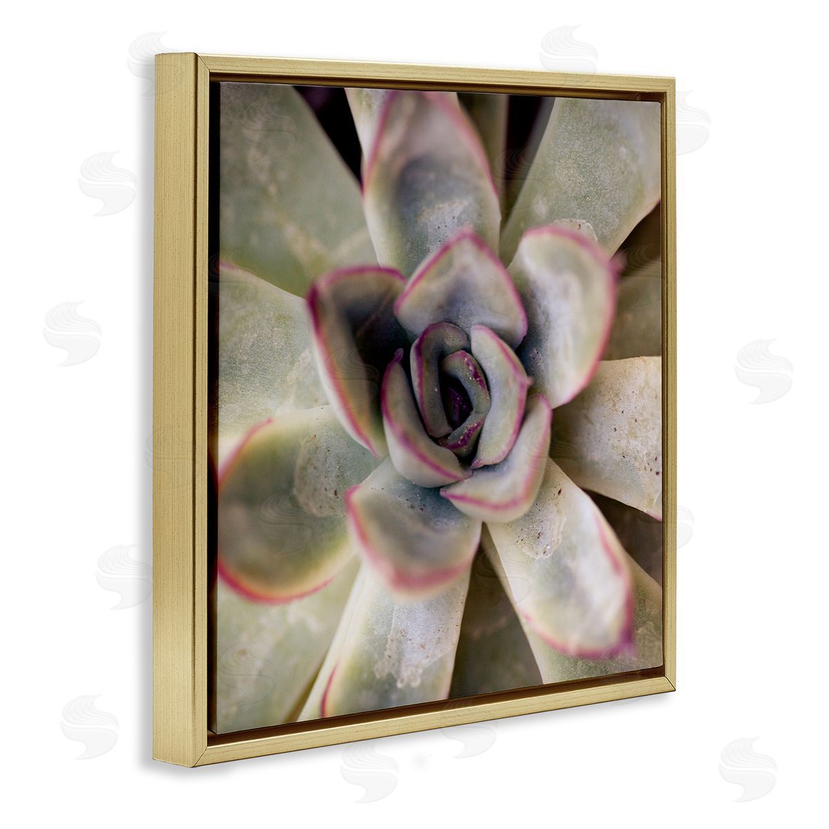Susan Bryant Succulent Petals Pattern Gold Floating Frame Canvas Wall Art Print
