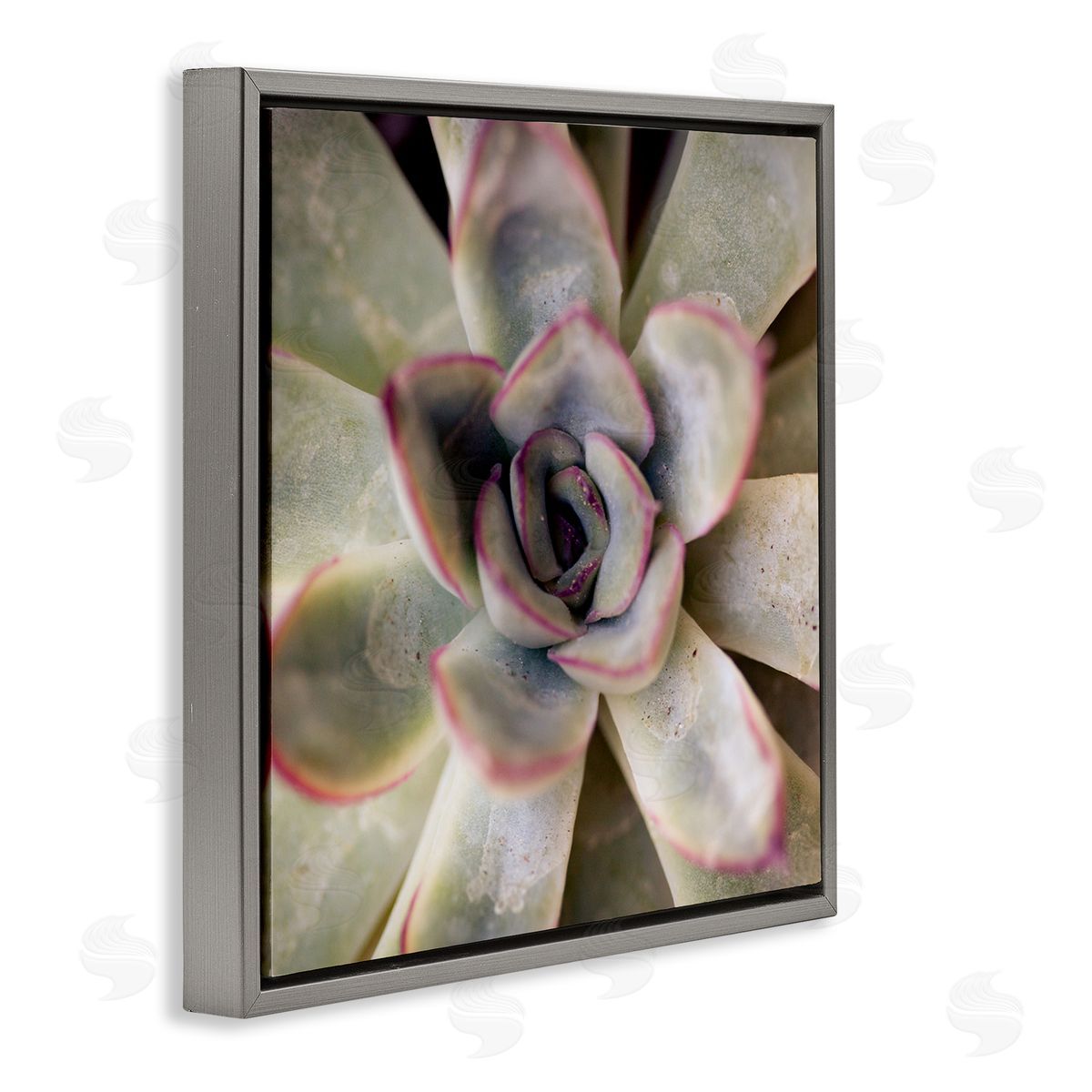 Susan Bryant Succulent Petals Pattern Gray Floating Frame Canvas Wall Art Print