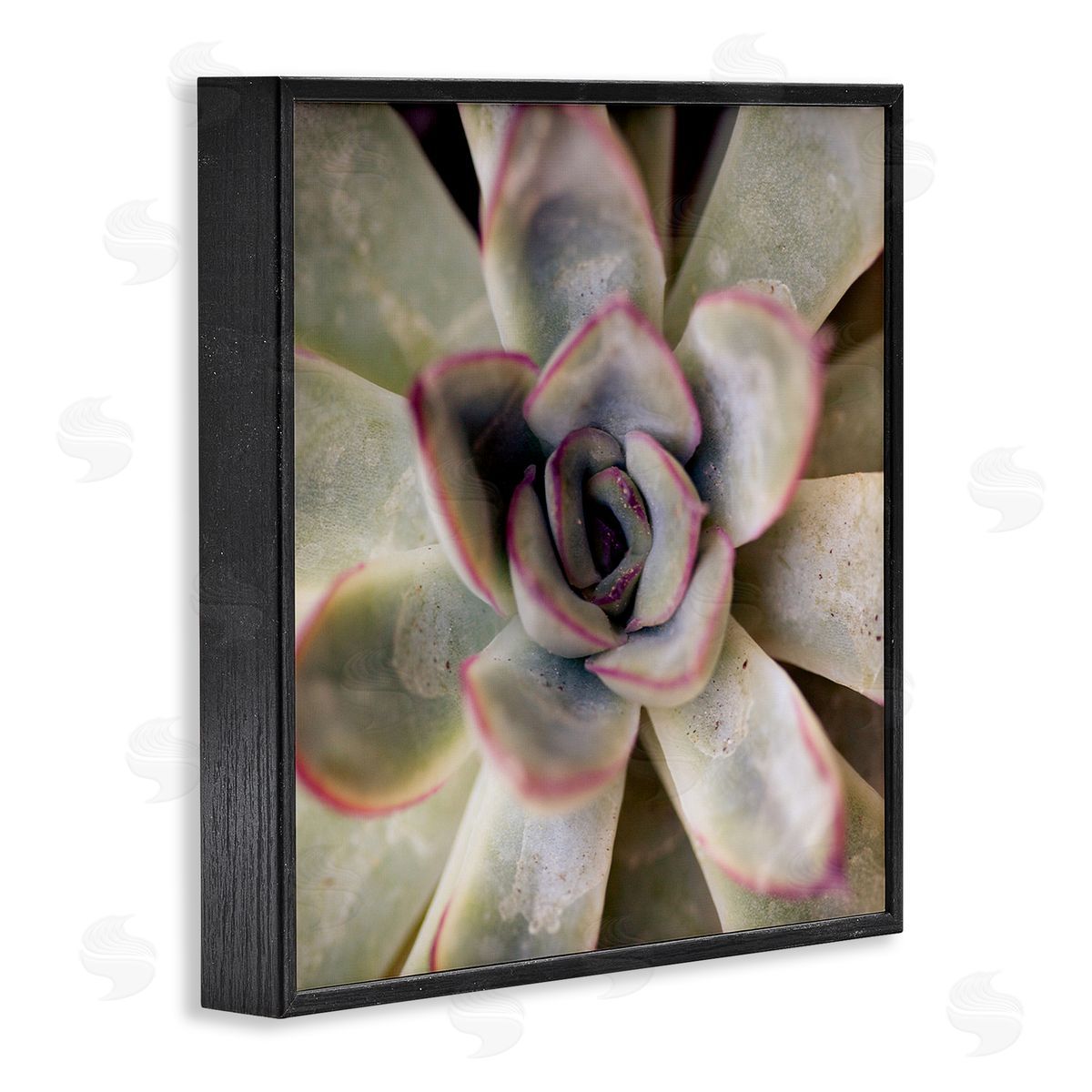 Susan Bryant Succulent Petals Pattern Black Framed Giclee Wall Art Print
