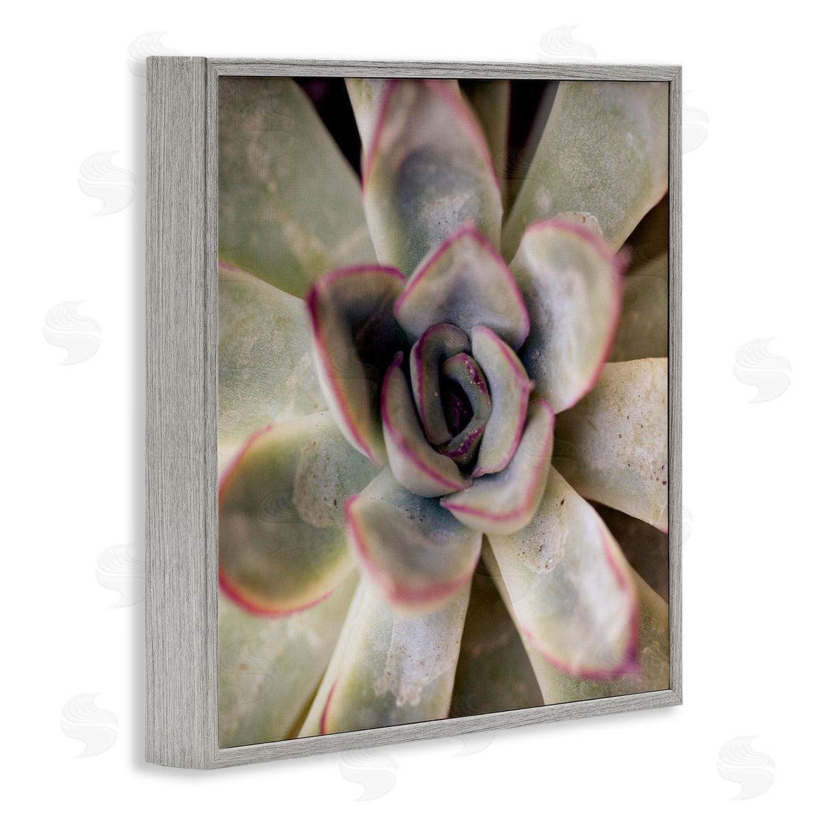 Susan Bryant Succulent Petals Pattern Gray Framed Giclee Wall Art Print