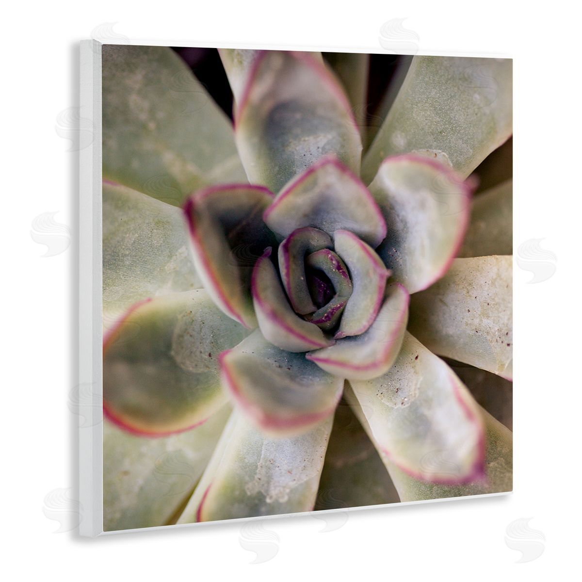 Susan Bryant Succulent Petals Pattern Wooden Wall Plaque Art Print