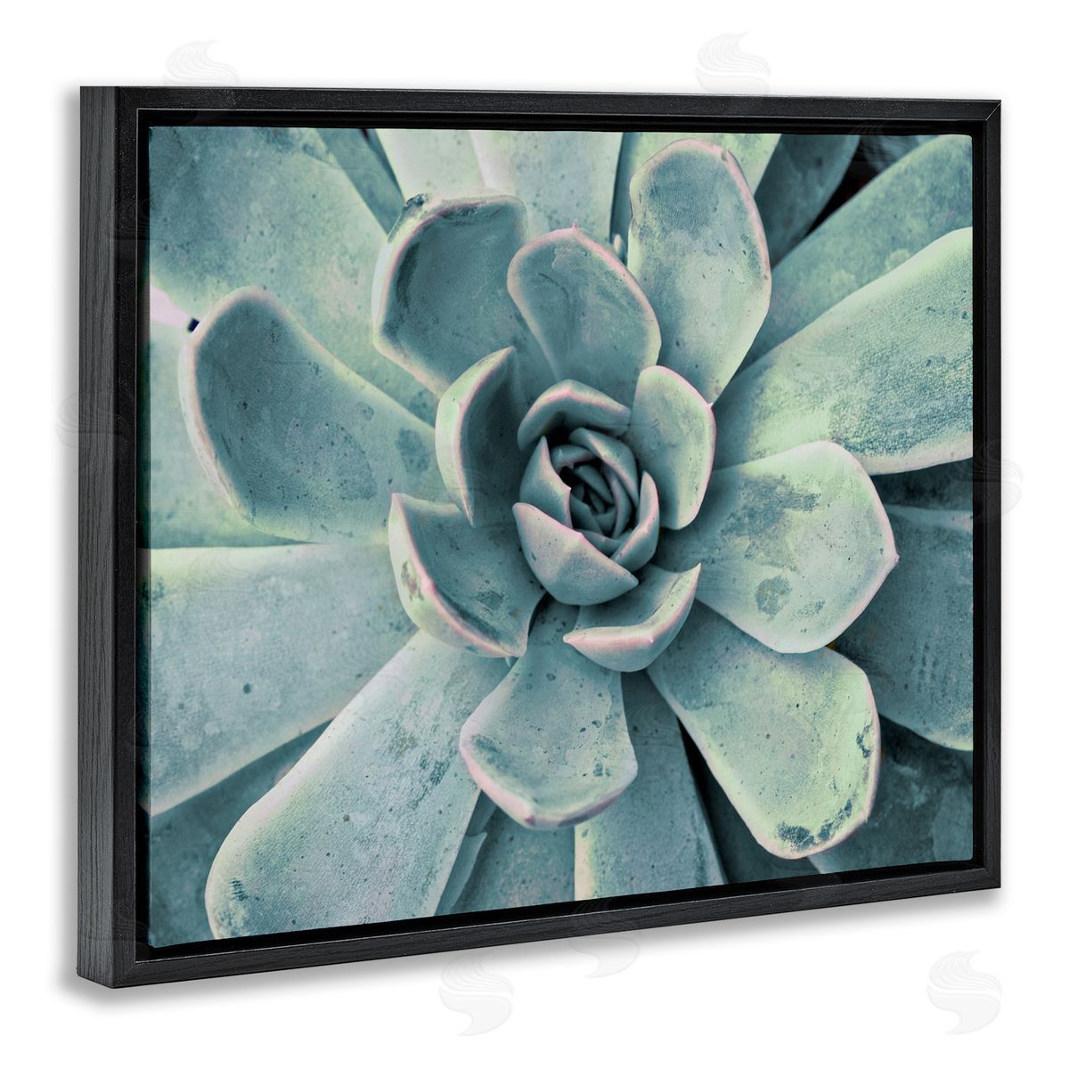 Green Cactus Succulent Black Floating Frame Canvas Wall Art, Home Decor by Susan Bryant