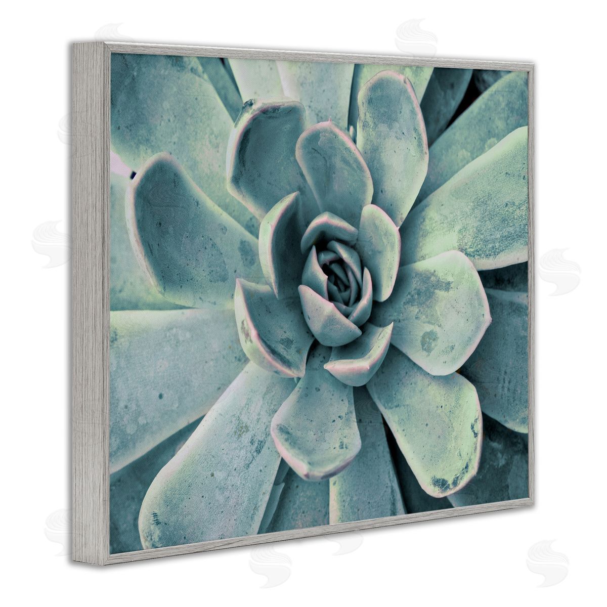 Green Cactus Succulent Grey Frame Print Wall Art, Home Decor by Susan Bryant