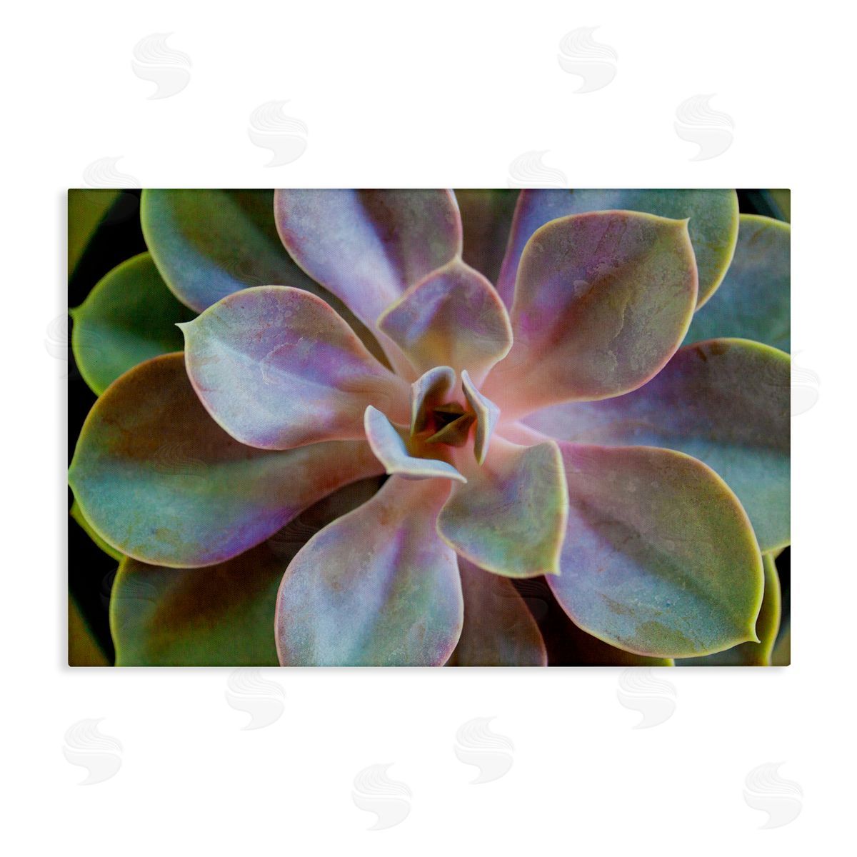 Susan Bryant Blooming Succulent Leaves Canvas Wall Art Print