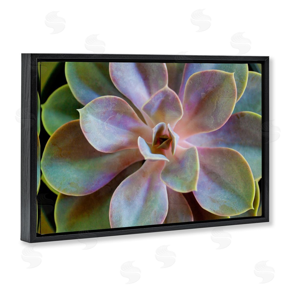 Susan Bryant Blooming Succulent Leaves Black Floating Frame Canvas Wall Art Print