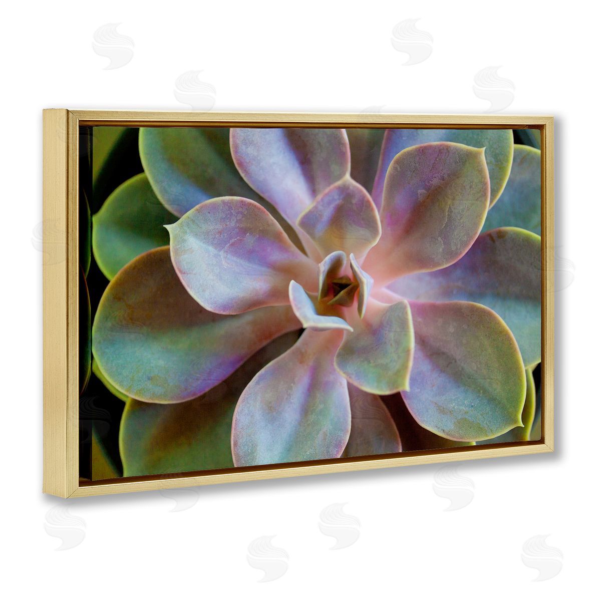 Susan Bryant Blooming Succulent Leaves Gold Floating Frame Canvas Wall Art Print