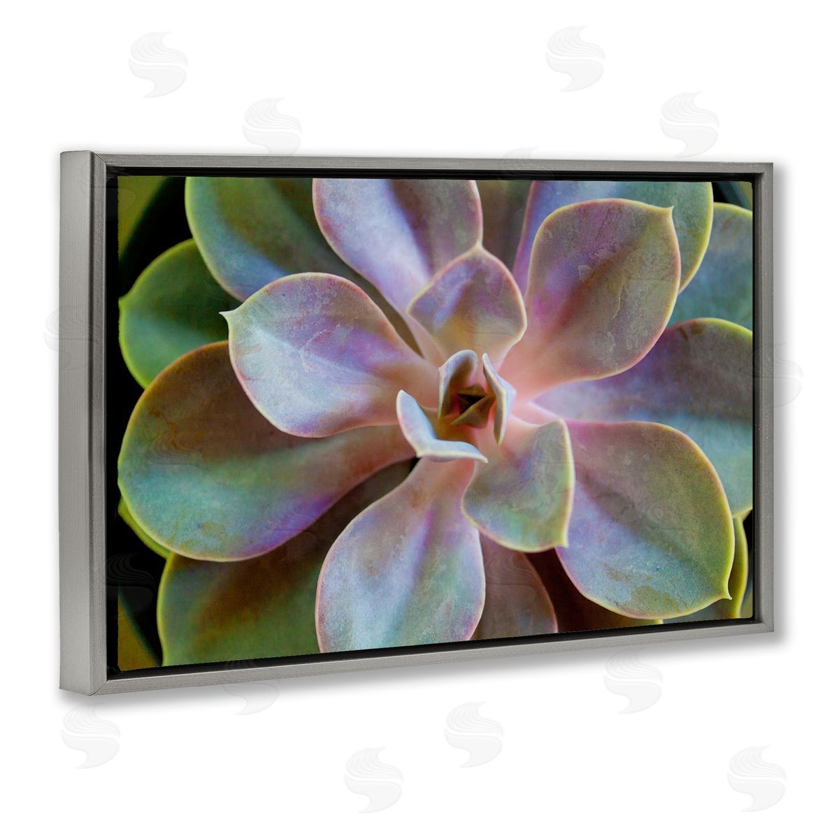 Susan Bryant Blooming Succulent Leaves Gray Floating Frame Canvas Wall Art Print