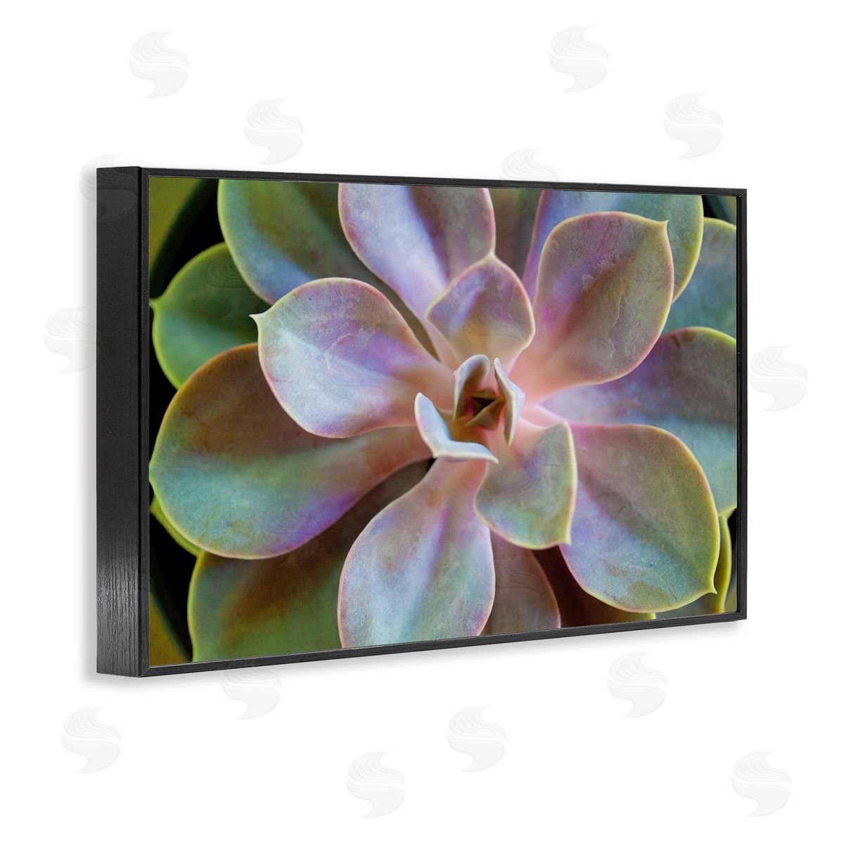 Susan Bryant Blooming Succulent Leaves Black Framed Giclee Wall Art Print