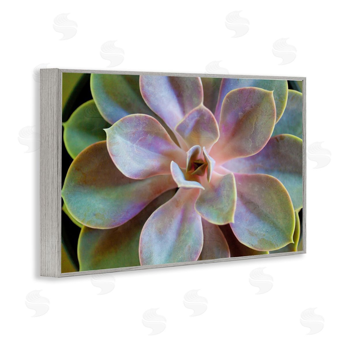 Susan Bryant Blooming Succulent Leaves Gray Framed Giclee Wall Art Print