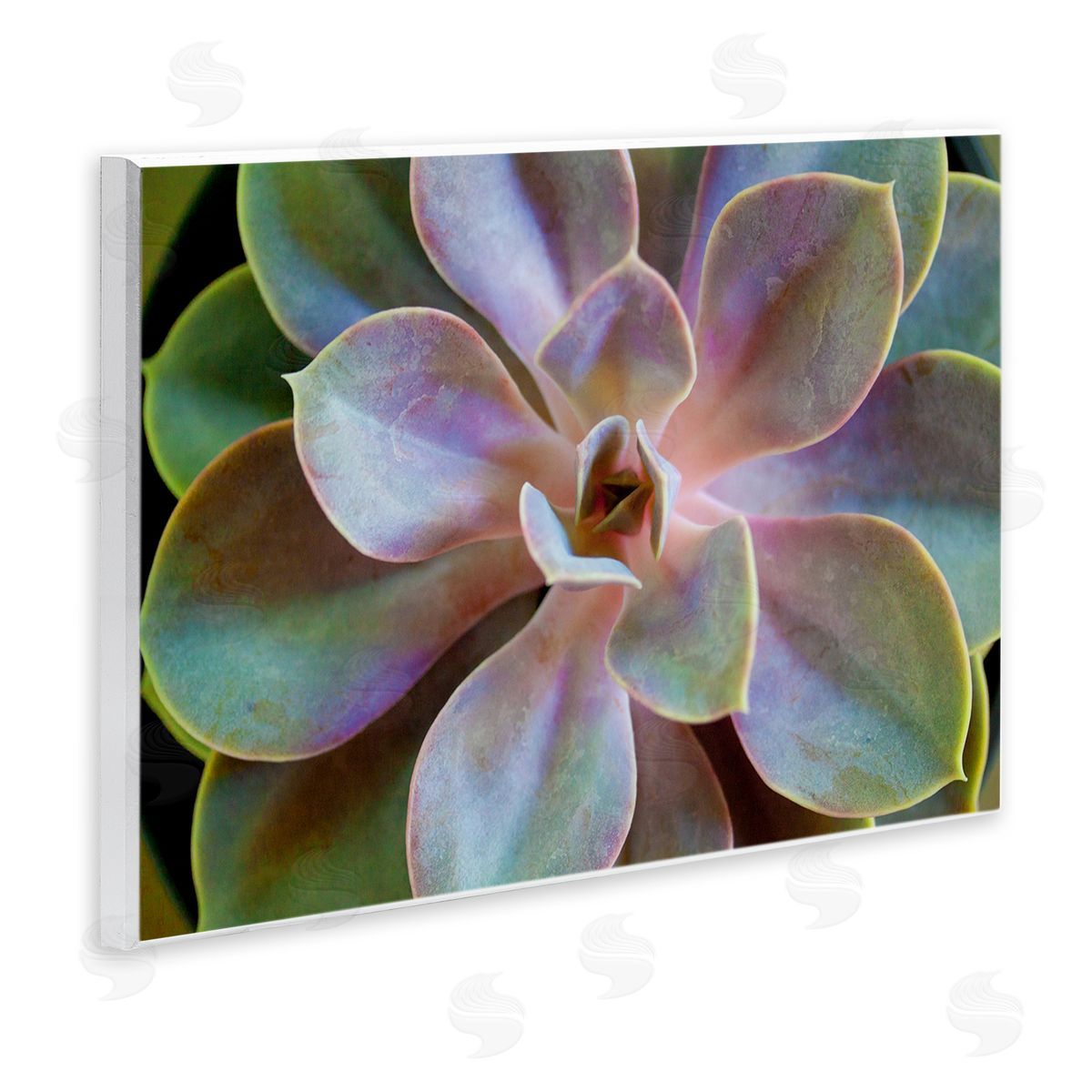 Susan Bryant Blooming Succulent Leaves Wooden Wall Plaque Art Print