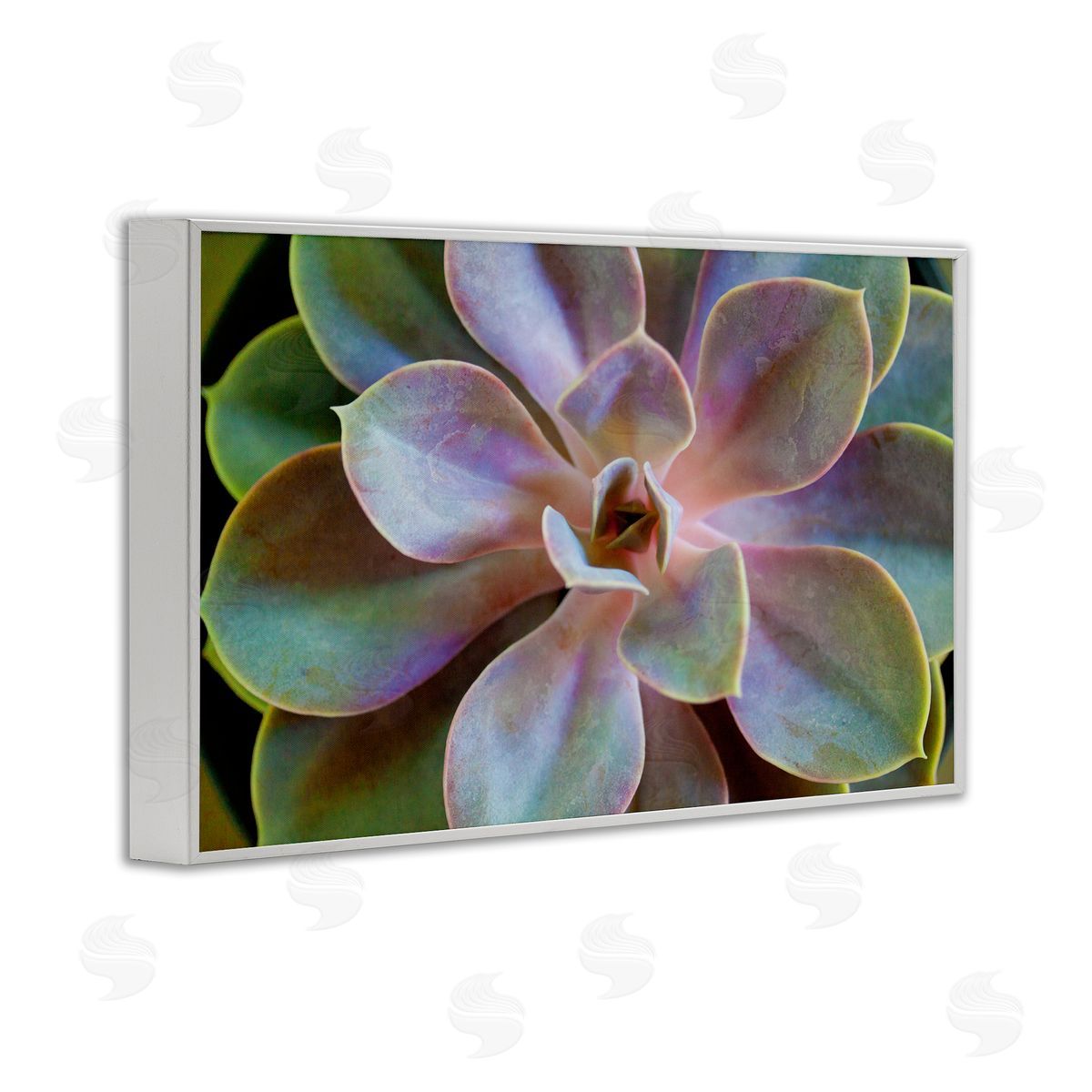 Susan Bryant Blooming Succulent Leaves White Framed Giclee Wall Art Print