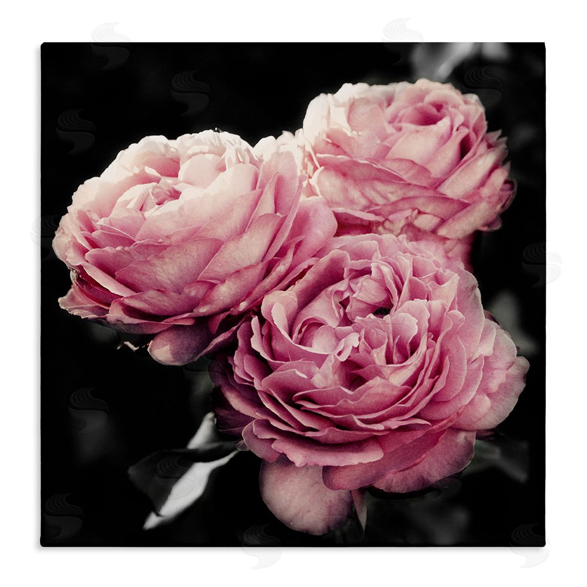 Emily Navas Full Blooming Roses Canvas Wall Art Print