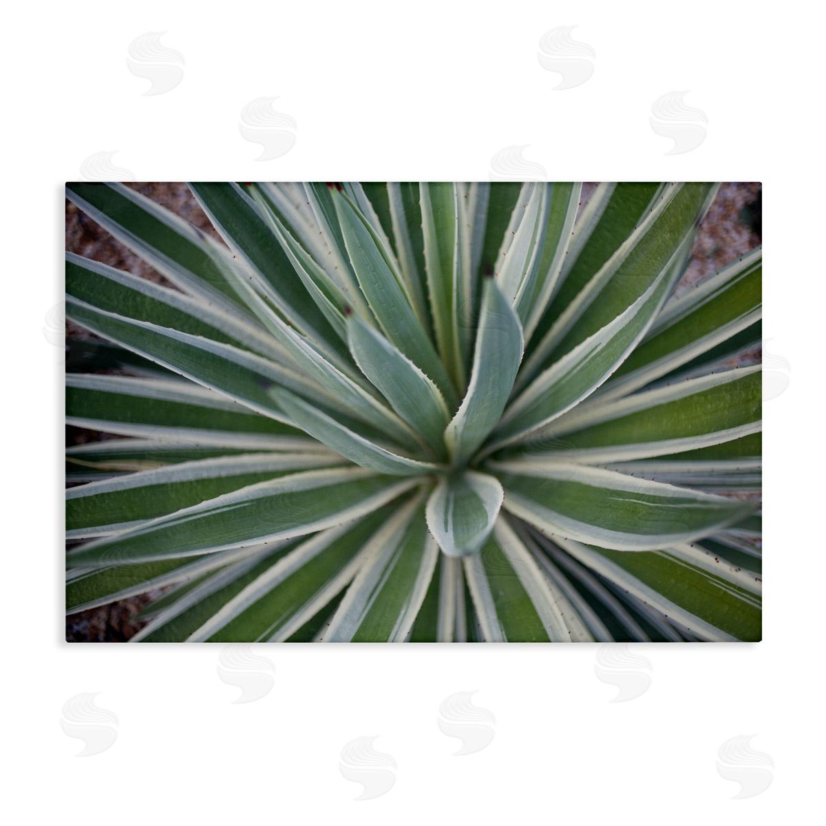 Centric Succulent Leaves Canvas Wall Art, Home Decor by Susan Bryant