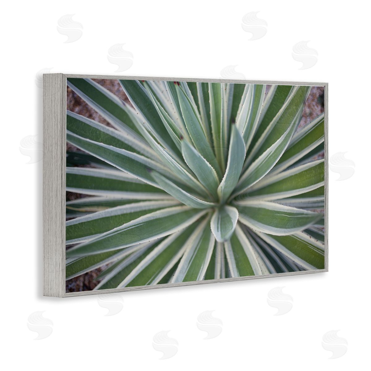 Centric Succulent Leaves Grey Frame Print Wall Art, Home Decor by Susan Bryant
