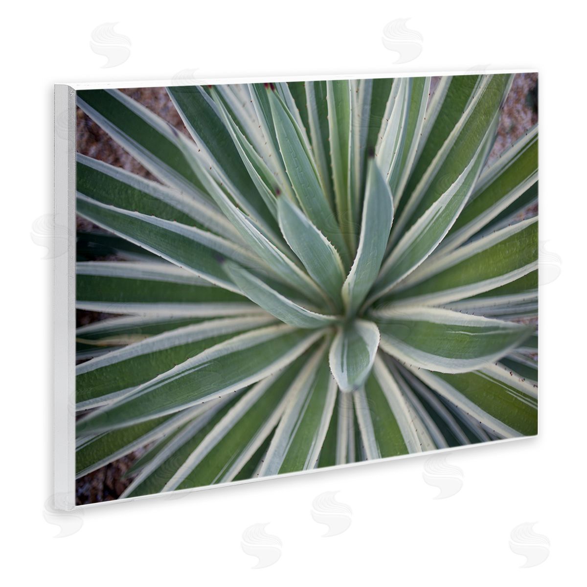 Centric Succulent Leaves Wood Plaque Wall Art, Home Decor by Susan Bryant