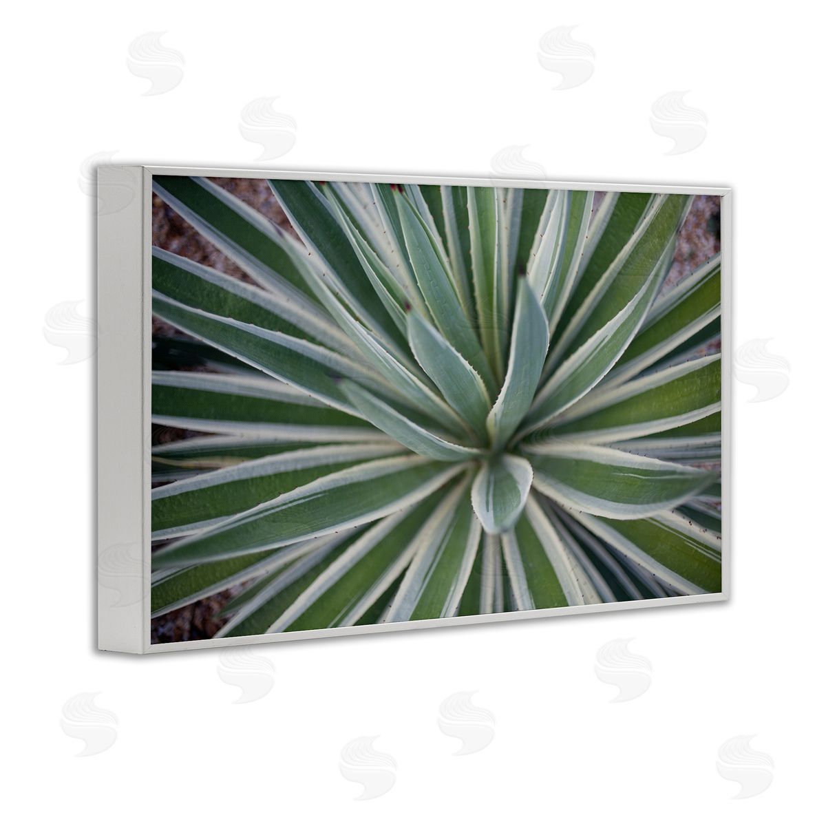 Centric Succulent Leaves White Frame Print Wall Art, Home Decor by Susan Bryant