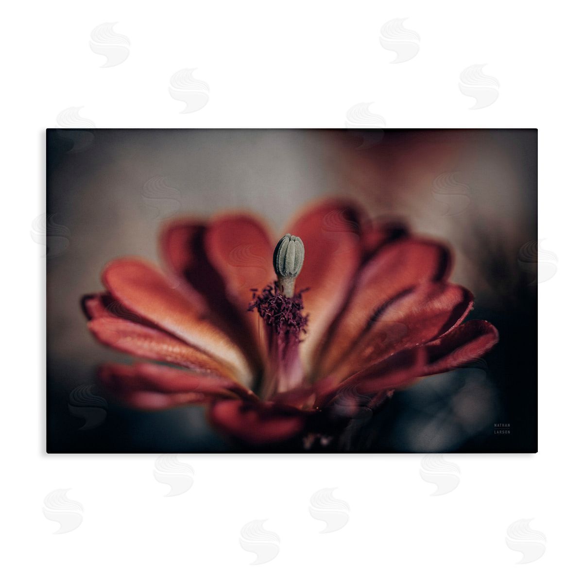 Red Elevation Bloom Canvas Wall Art, Home Decor by Nathan Larson