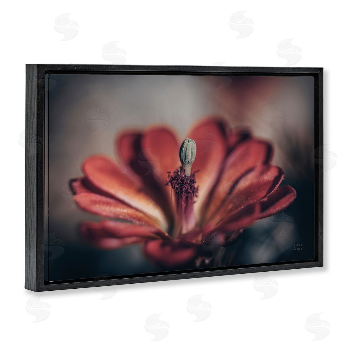 Red Elevation Bloom Black Floating Frame Canvas Wall Art, Home Decor by Nathan Larson