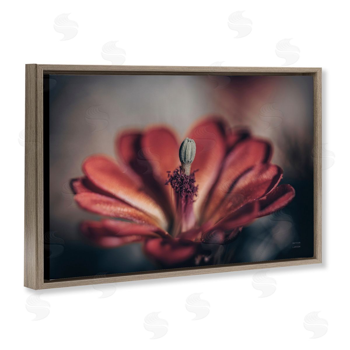 Red Elevation Bloom Brown Floating Frame Canvas Wall Art, Home Decor by Nathan Larson