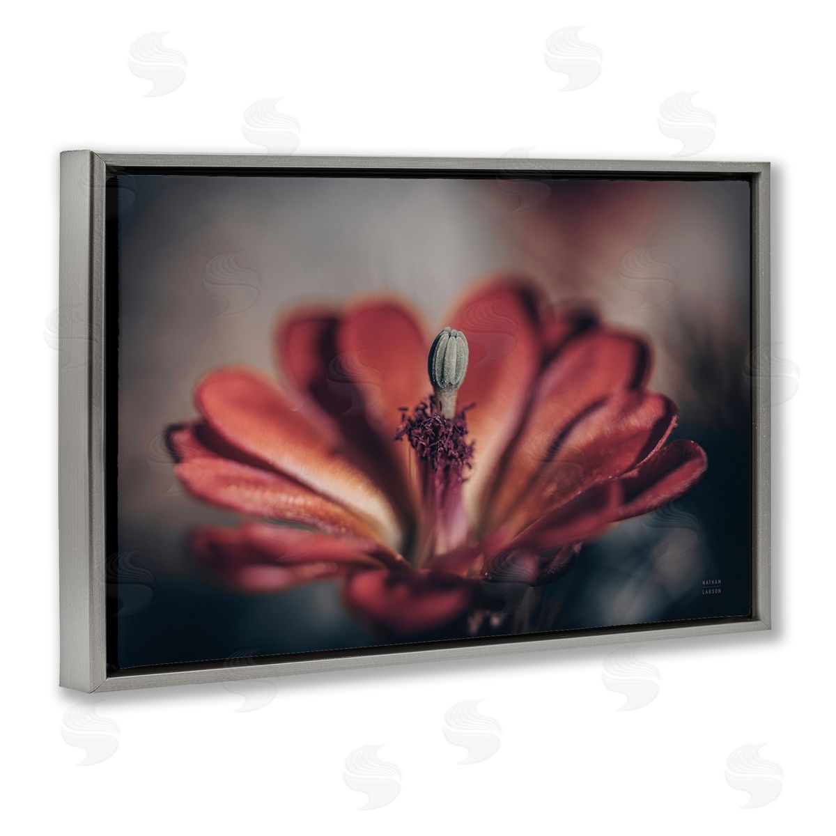 Red Elevation Bloom Grey Floating Frame Canvas Wall Art, Home Decor by Nathan Larson