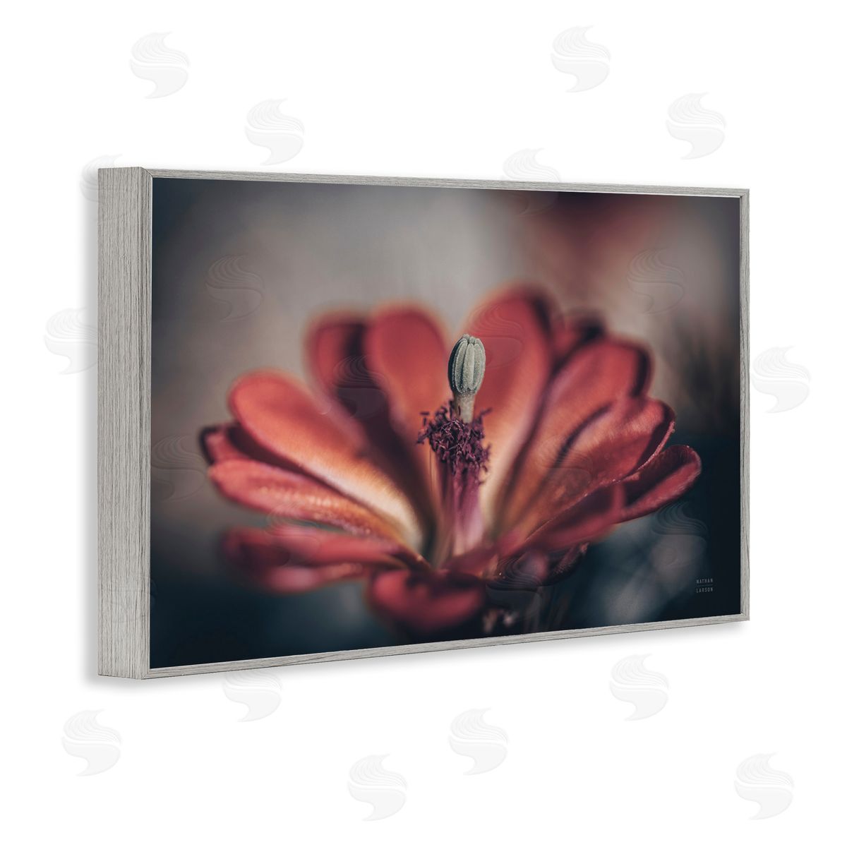 Red Elevation Bloom Grey Frame Print Wall Art, Home Decor by Nathan Larson
