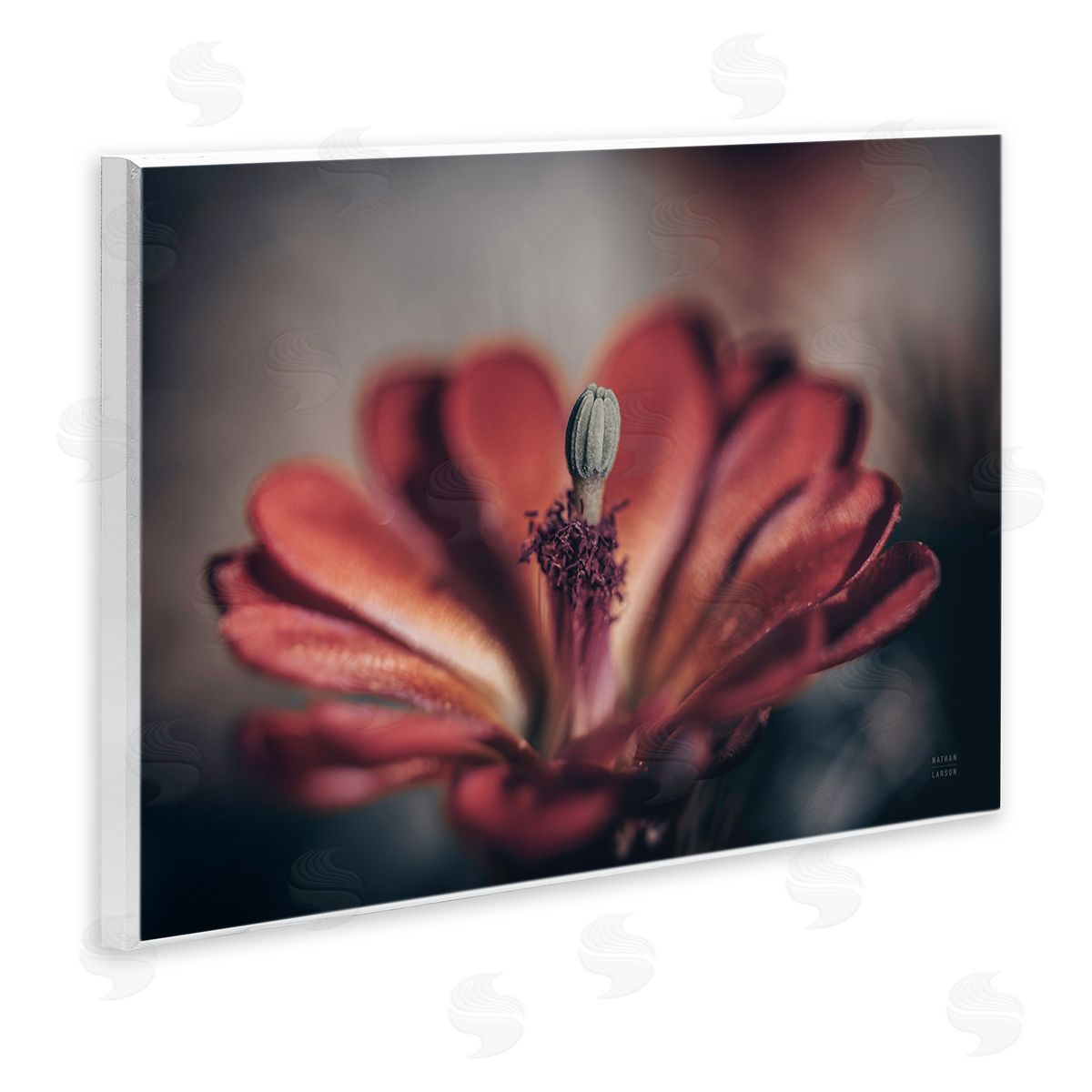Red Elevation Bloom Wood Plaque Wall Art, Home Decor by Nathan Larson