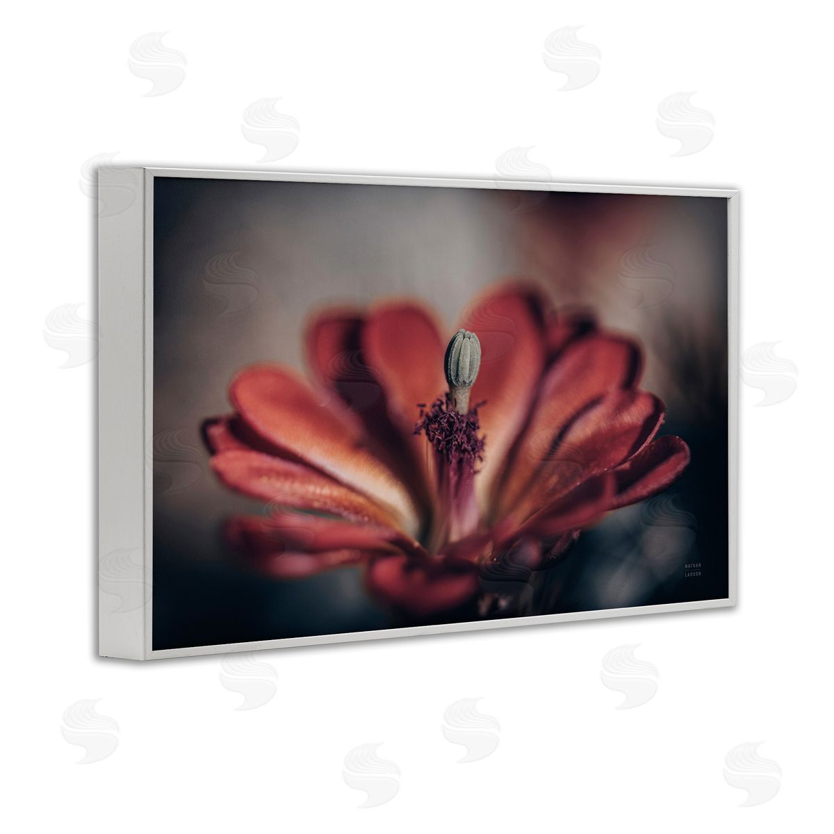 Red Elevation Bloom White Frame Print Wall Art, Home Decor by Nathan Larson