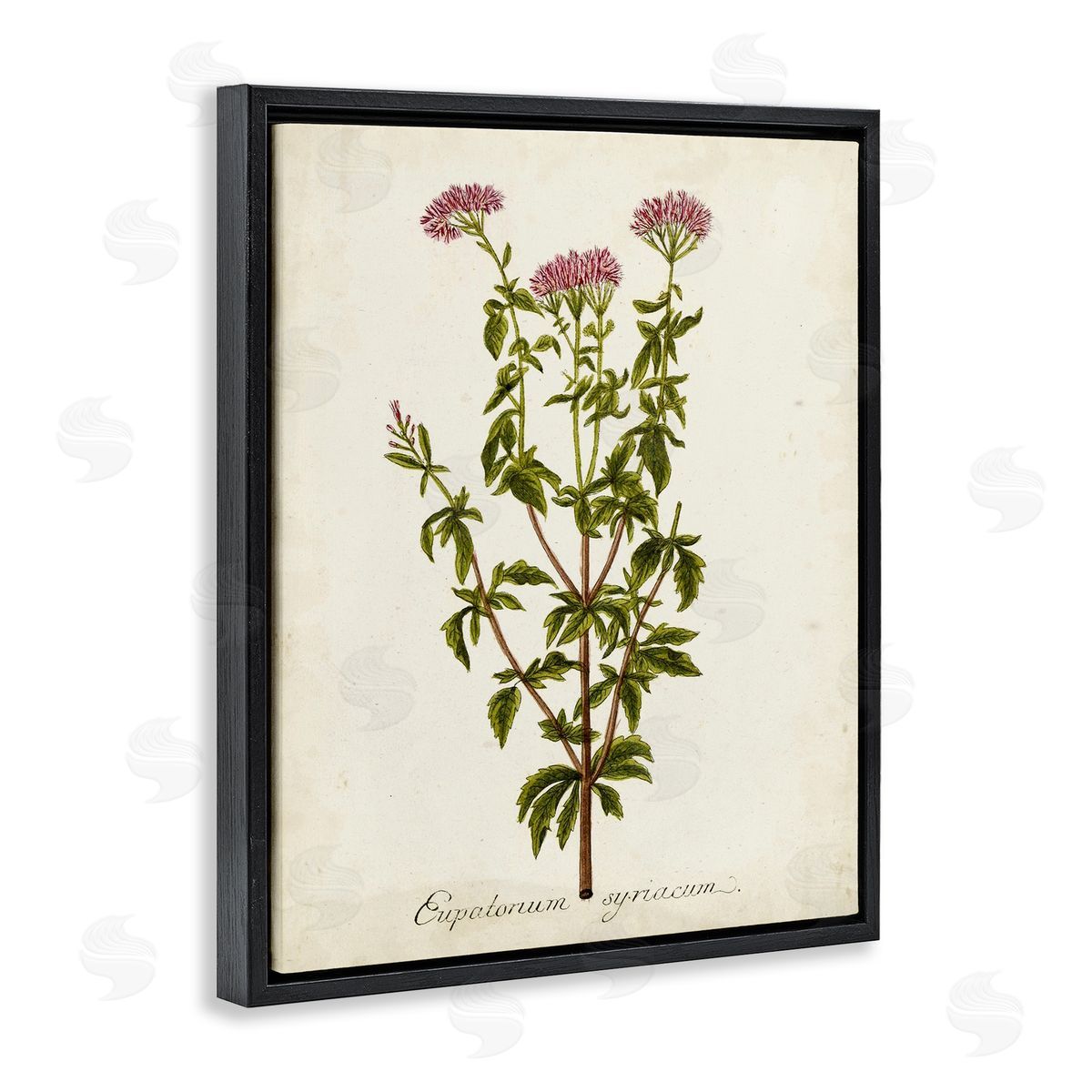 Scientific Flower Study Black Floating Frame Canvas Wall Art, Home Decor by Unknown