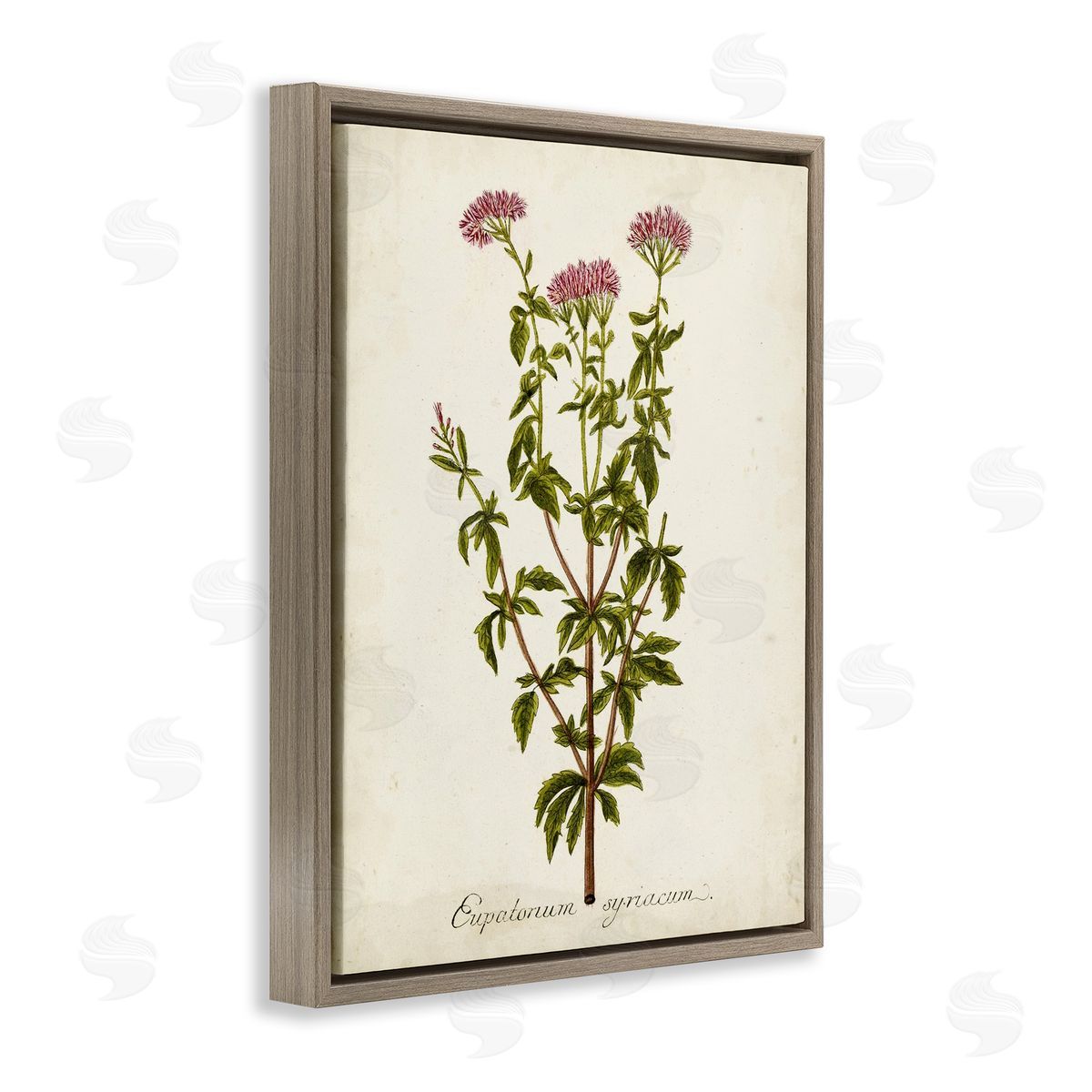 Scientific Flower Study Brown Floating Frame Canvas Wall Art, Home Decor by Unknown