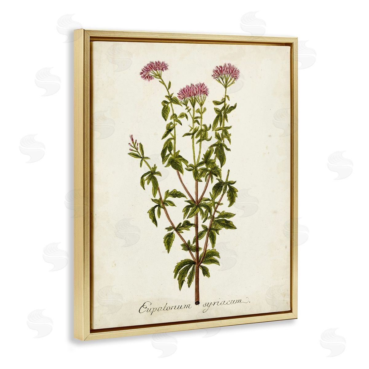 Scientific Flower Study Gold Floating Frame Canvas Wall Art, Home Decor by Unknown