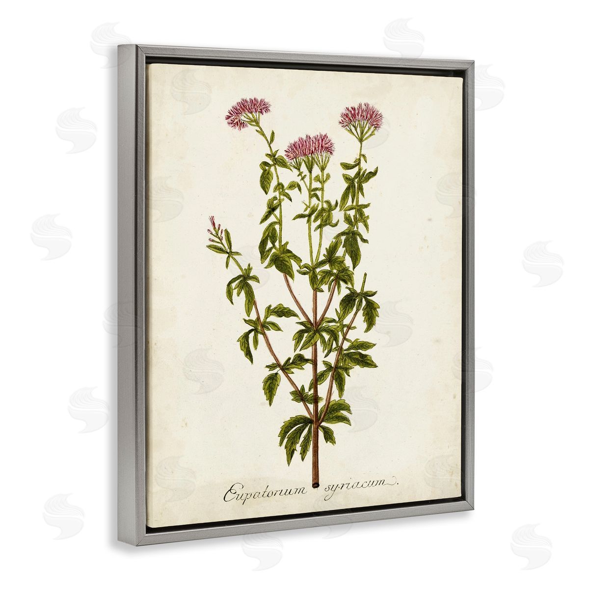 Scientific Flower Study Grey Floating Frame Canvas Wall Art, Home Decor by Unknown