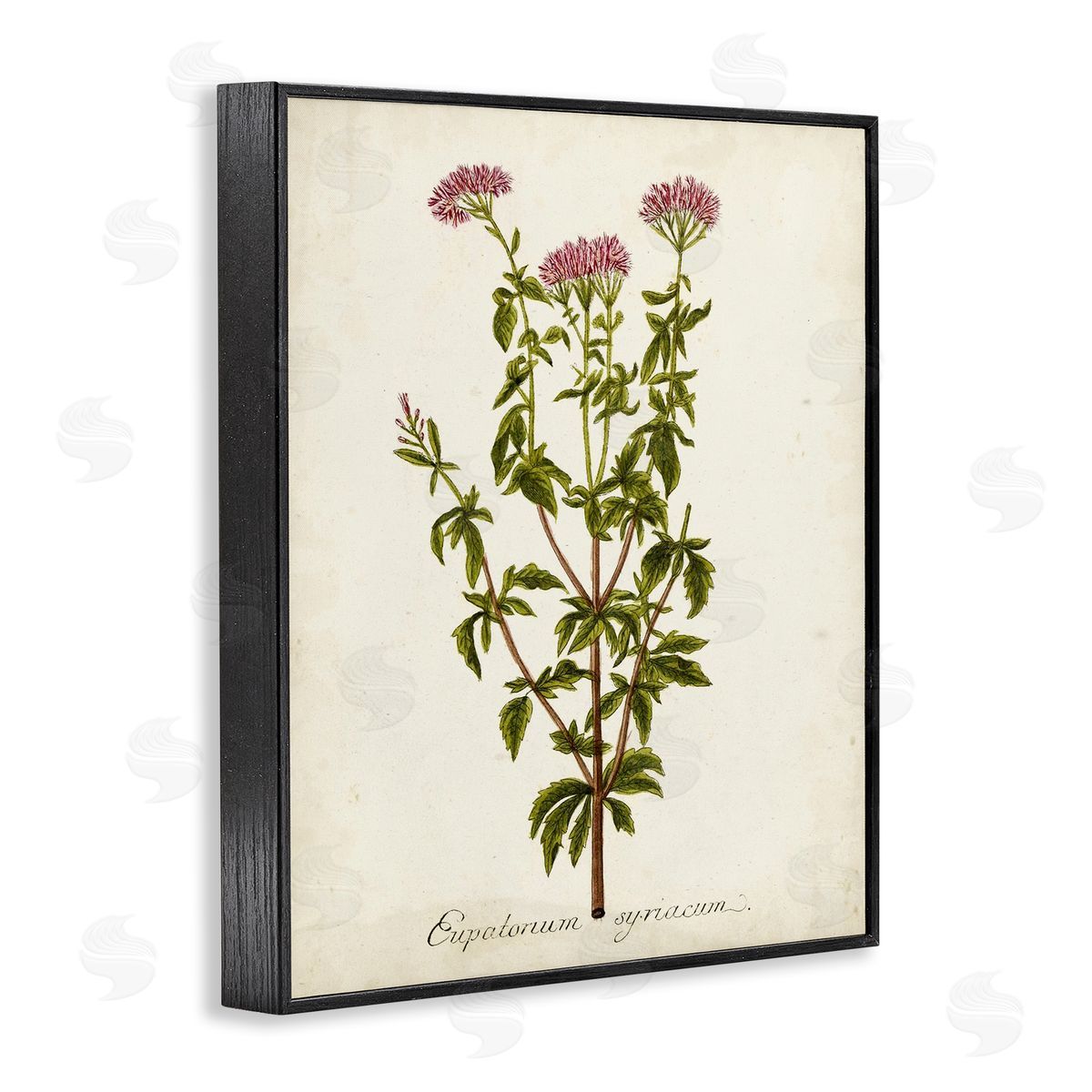 Scientific Flower Study Black Frame Print Wall Art, Home Decor by Unknown