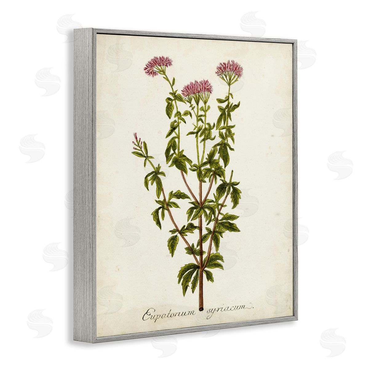 Scientific Flower Study Grey Frame Print Wall Art, Home Decor by Unknown