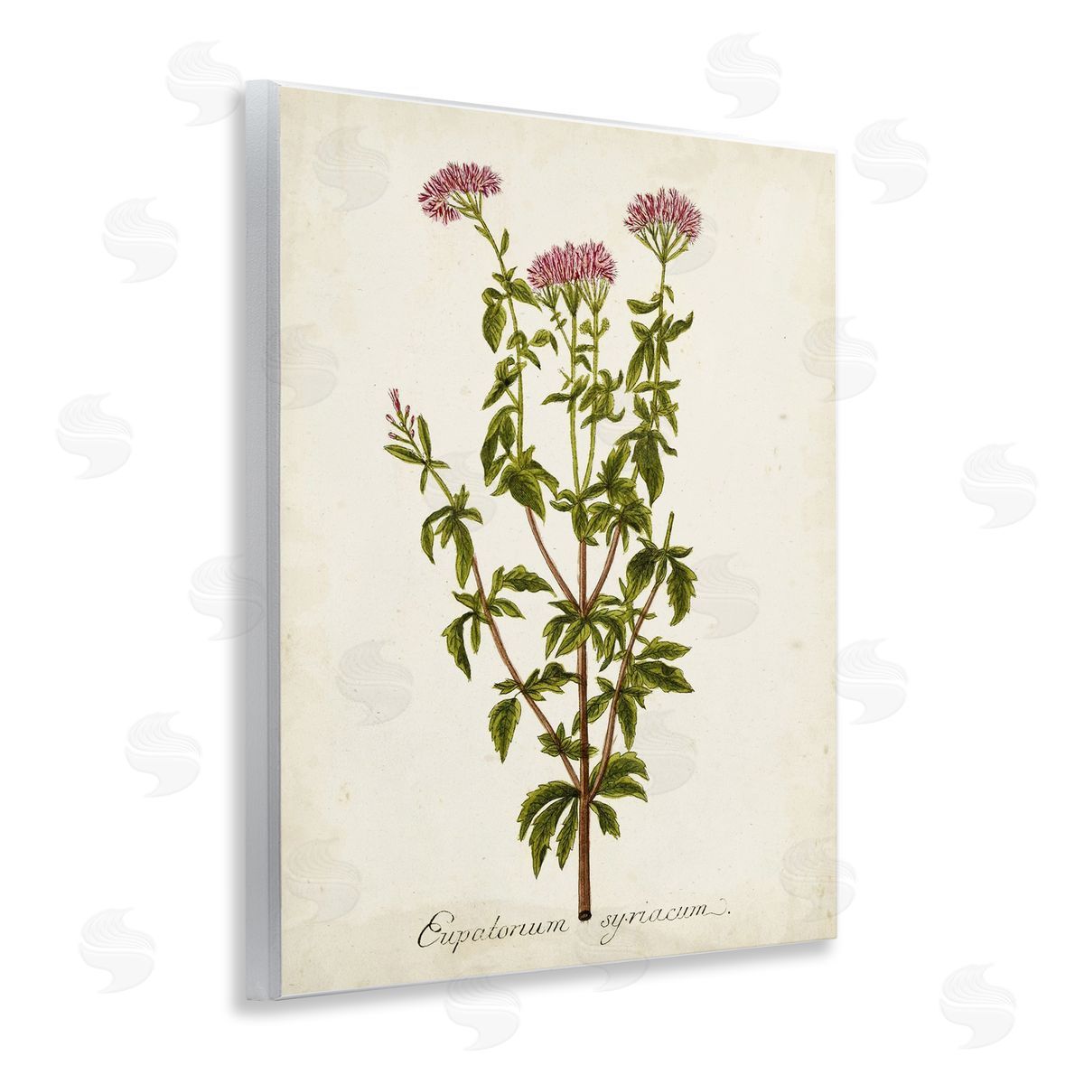 Scientific Flower Study Wood Plaque Wall Art, Home Decor by Unknown