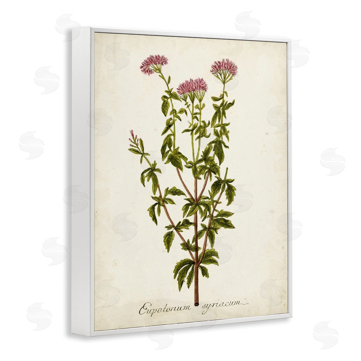 Scientific Flower Study White Frame Print Wall Art, Home Decor by Unknown