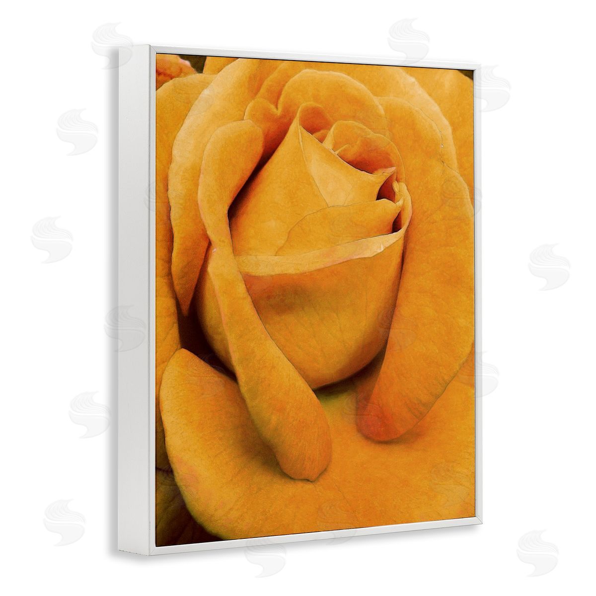 Yellow Rose Close Up White Frame Print Wall Art, Home Decor by Alonzo Saunders