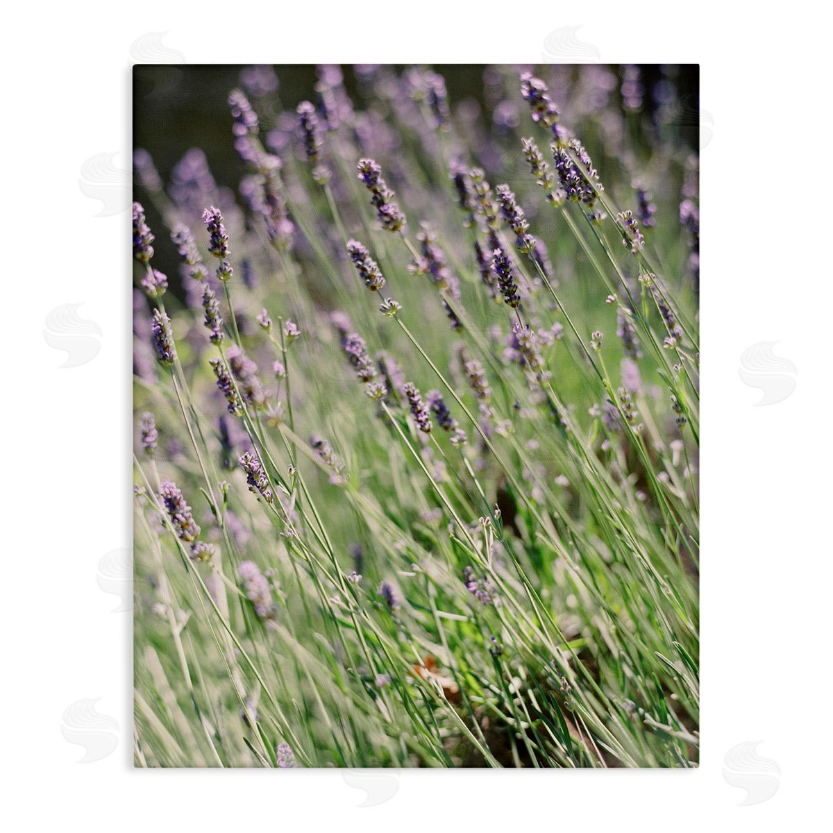 Country Lilac Garden Canvas Wall Art, Home Decor by Justine Milton