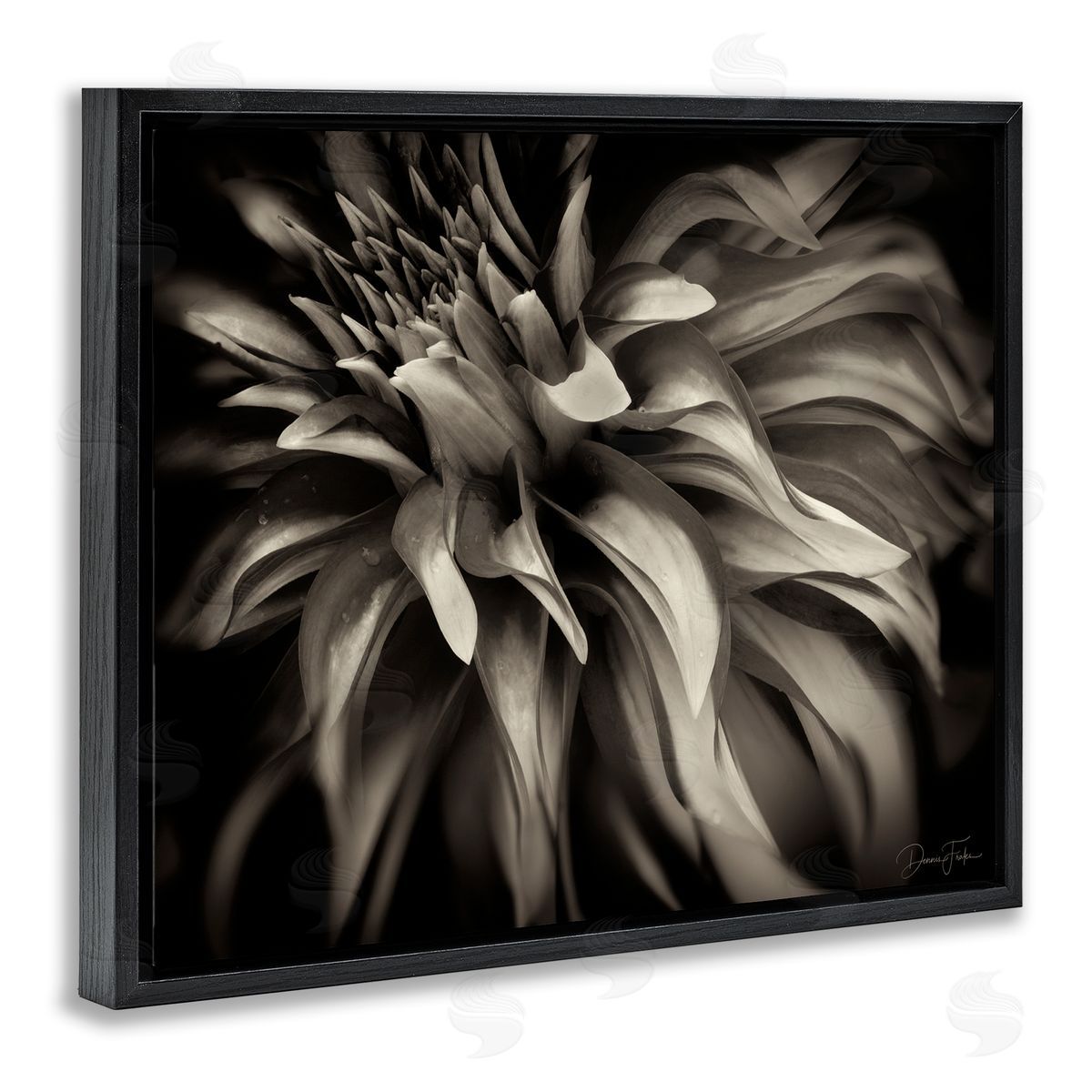 Dark Curling Chrysanthemum Black Floating Frame Canvas Wall Art, Home Decor by Dennis Frates
