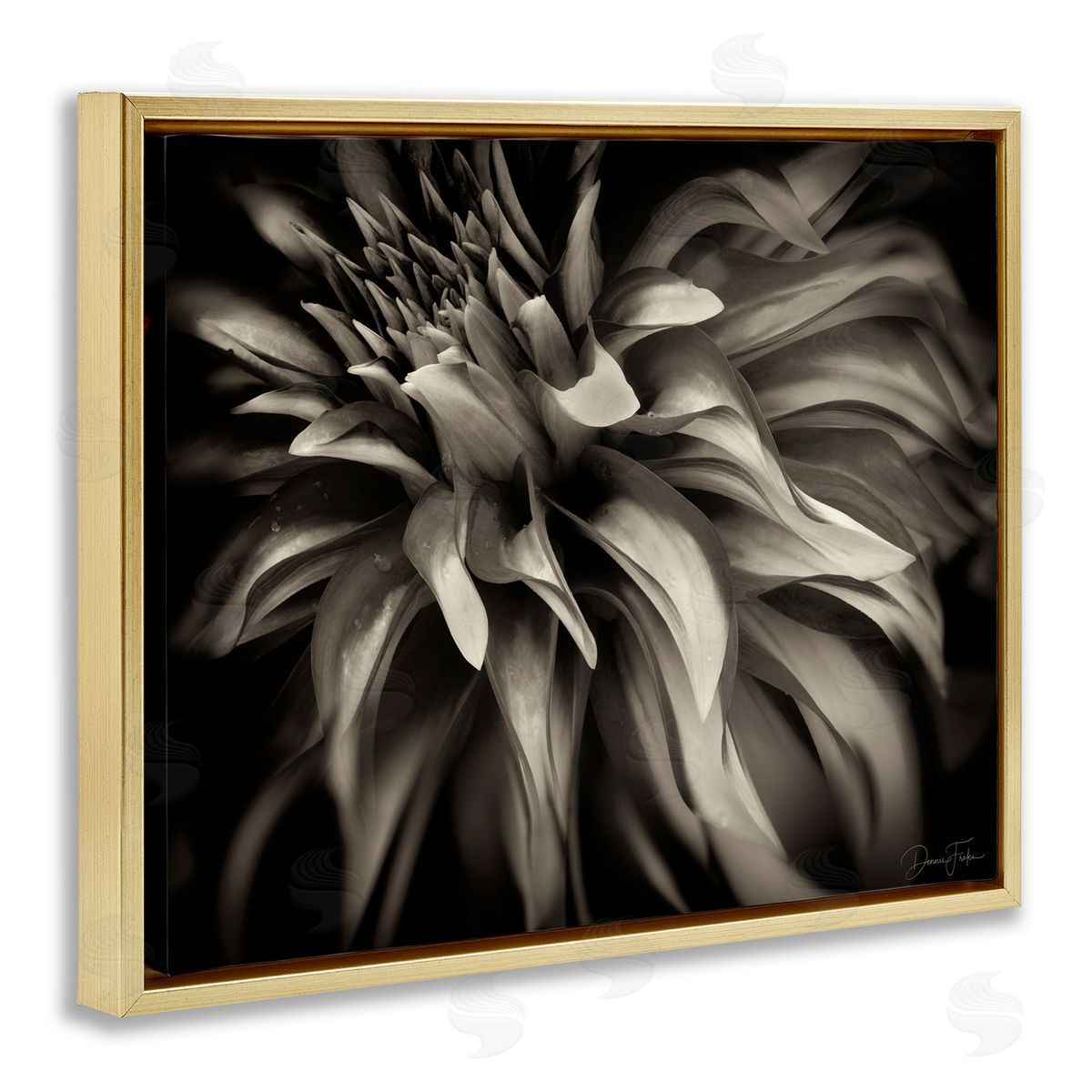 Dark Curling Chrysanthemum Gold Floating Frame Canvas Wall Art, Home Decor by Dennis Frates