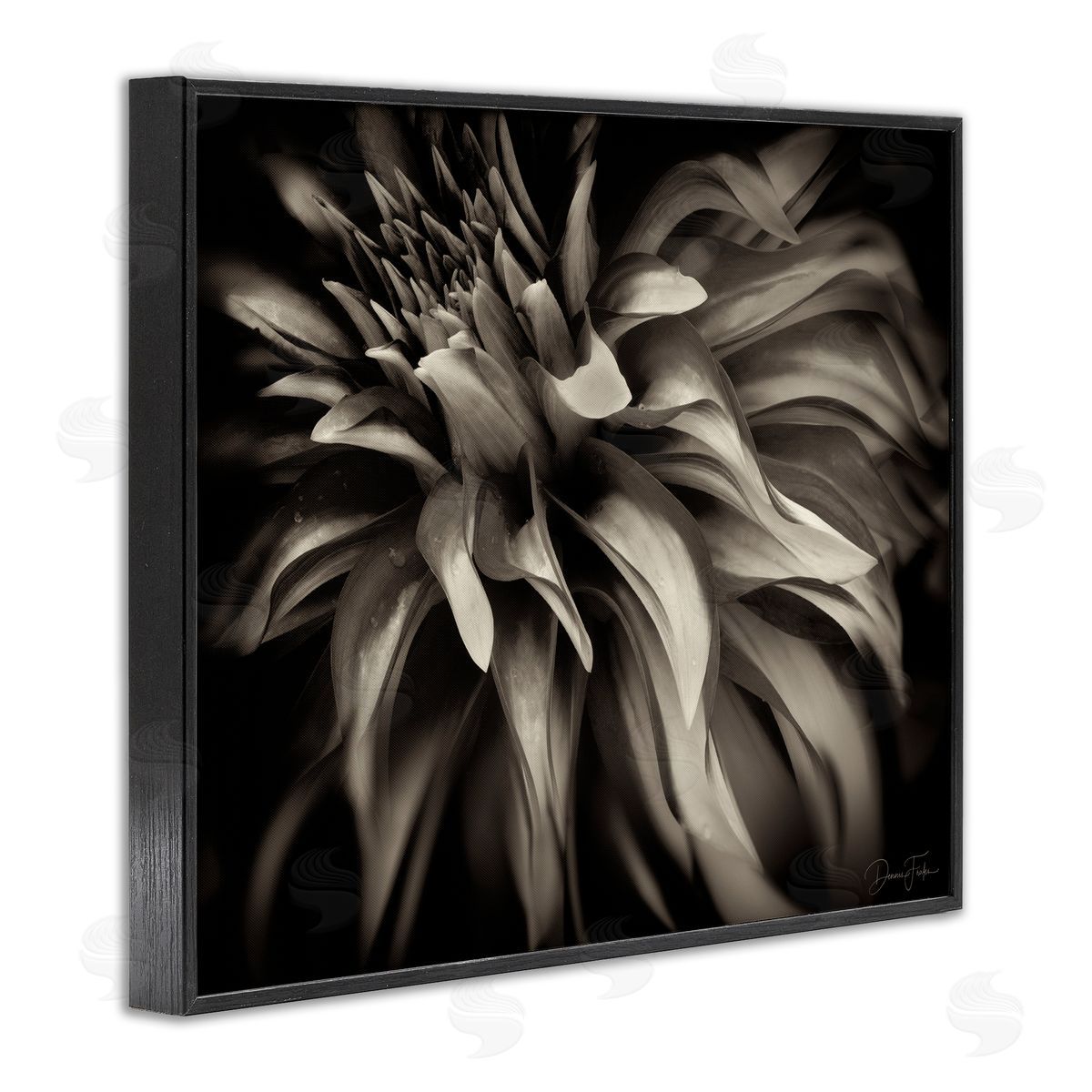 Dark Curling Chrysanthemum Black Frame Print Wall Art, Home Decor by Dennis Frates