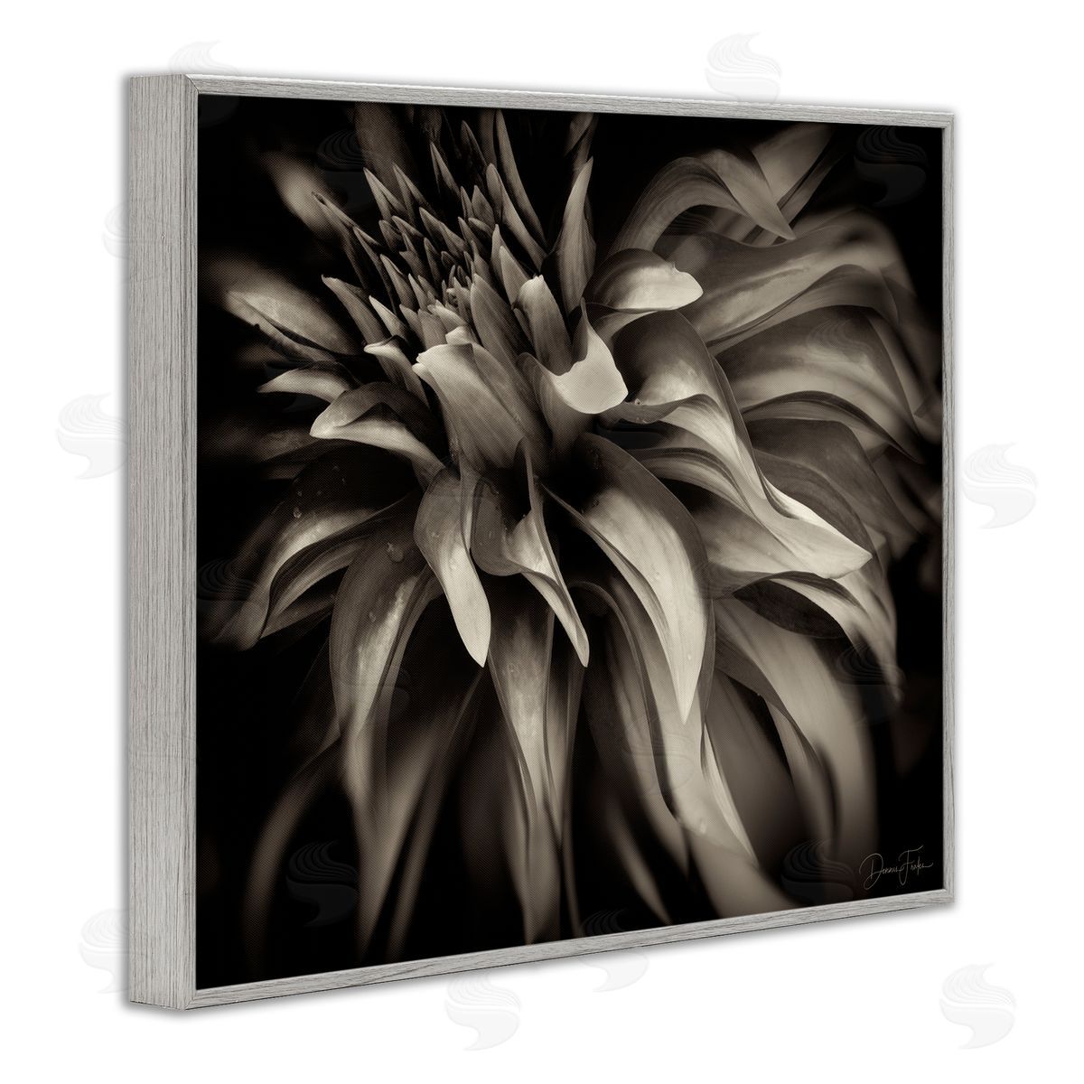 Dark Curling Chrysanthemum Grey Frame Print Wall Art, Home Decor by Dennis Frates