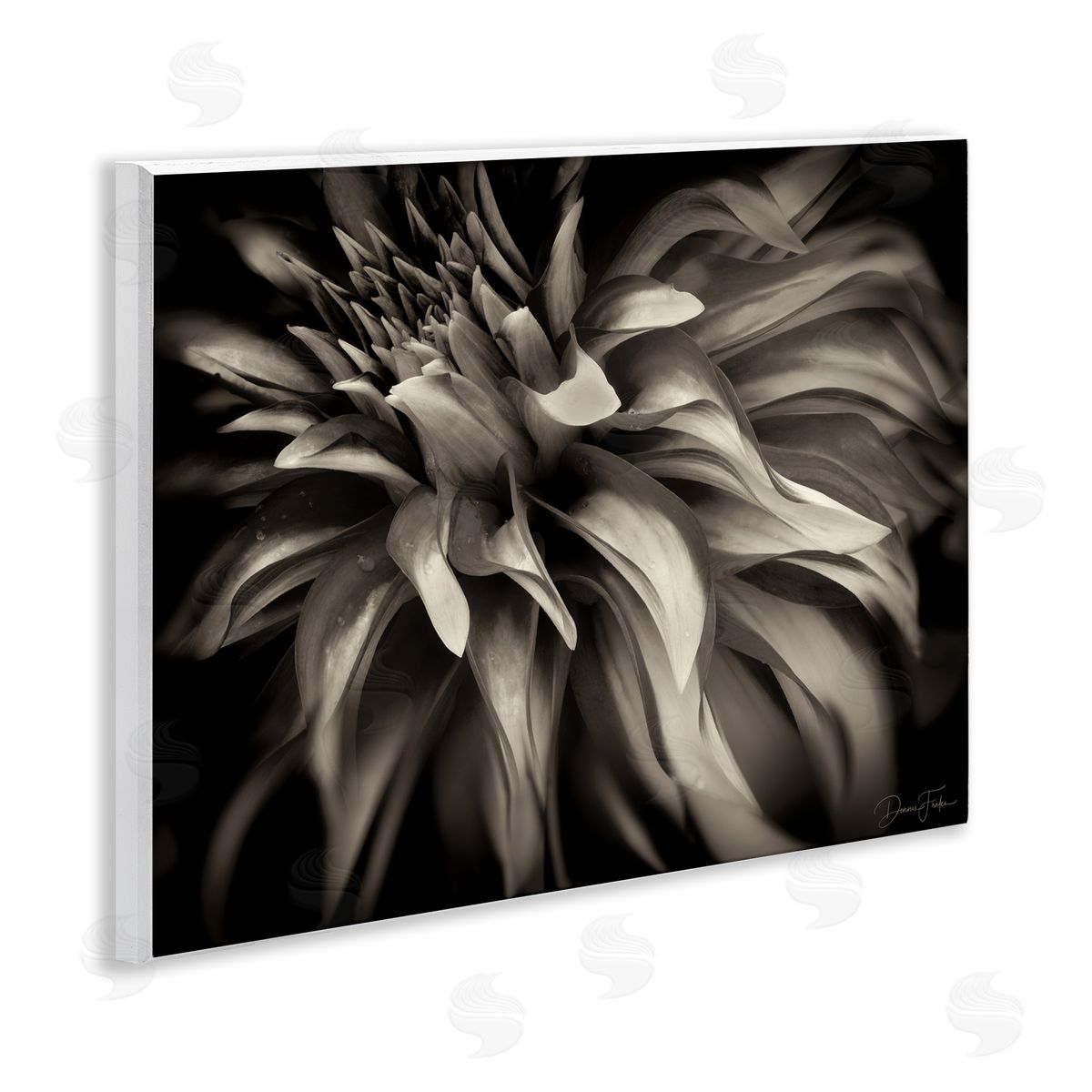 Dark Curling Chrysanthemum Wood Plaque Wall Art, Home Decor by Dennis Frates