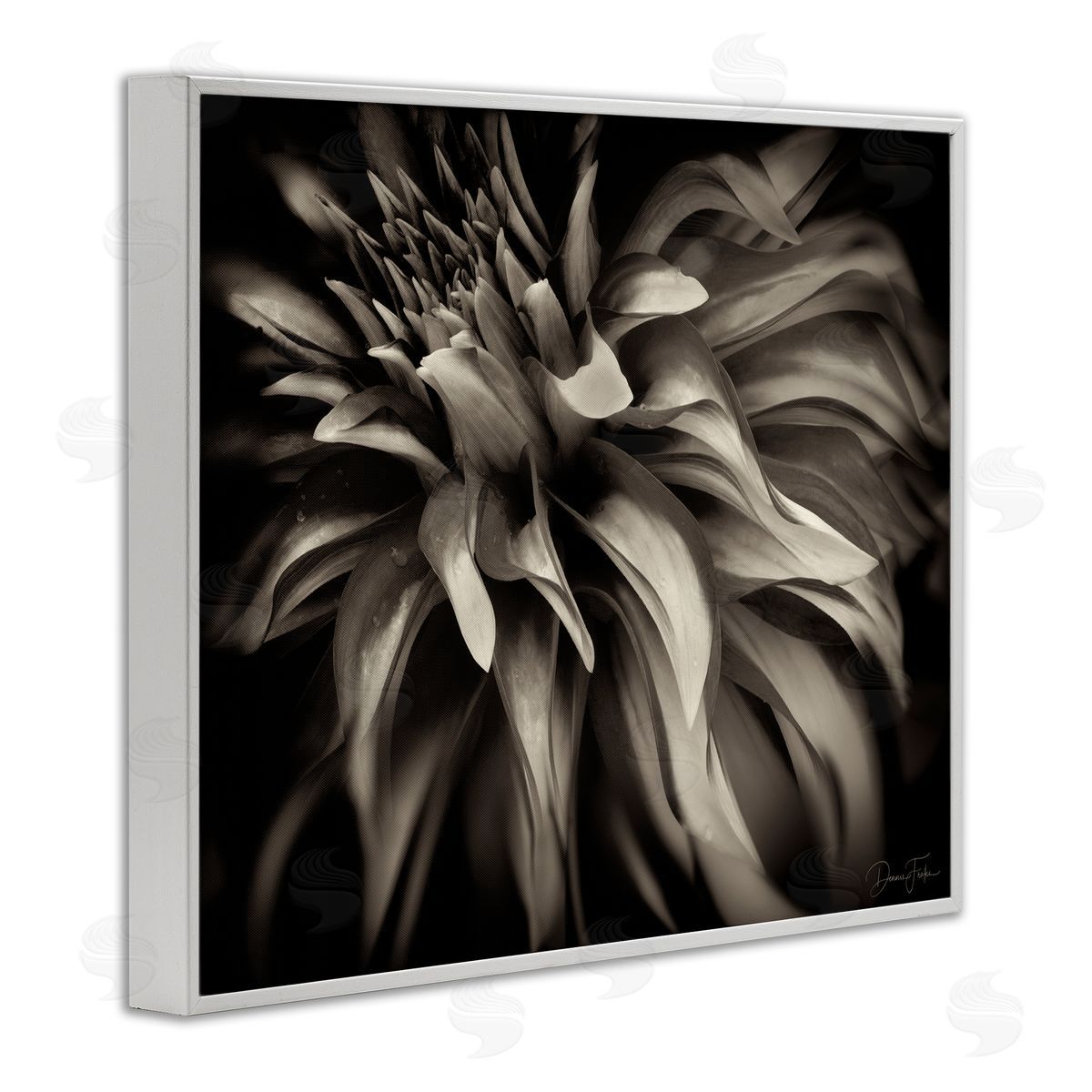 Dark Curling Chrysanthemum White Frame Print Wall Art, Home Decor by Dennis Frates
