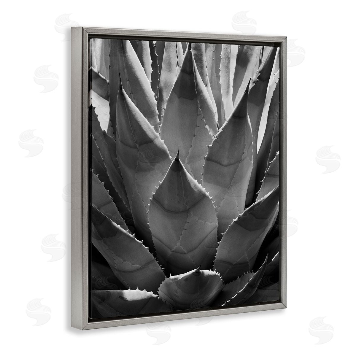 Desert Plant Detail Grey Floating Frame Canvas Wall Art, Home Decor by Chip Forelli