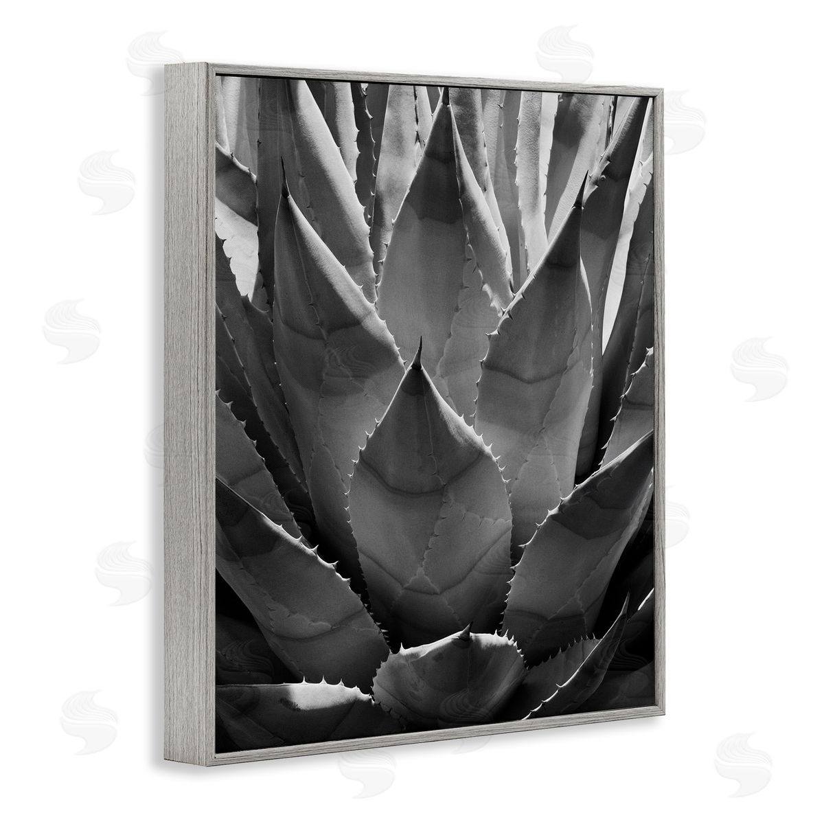 Desert Plant Detail Grey Frame Print Wall Art, Home Decor by Chip Forelli