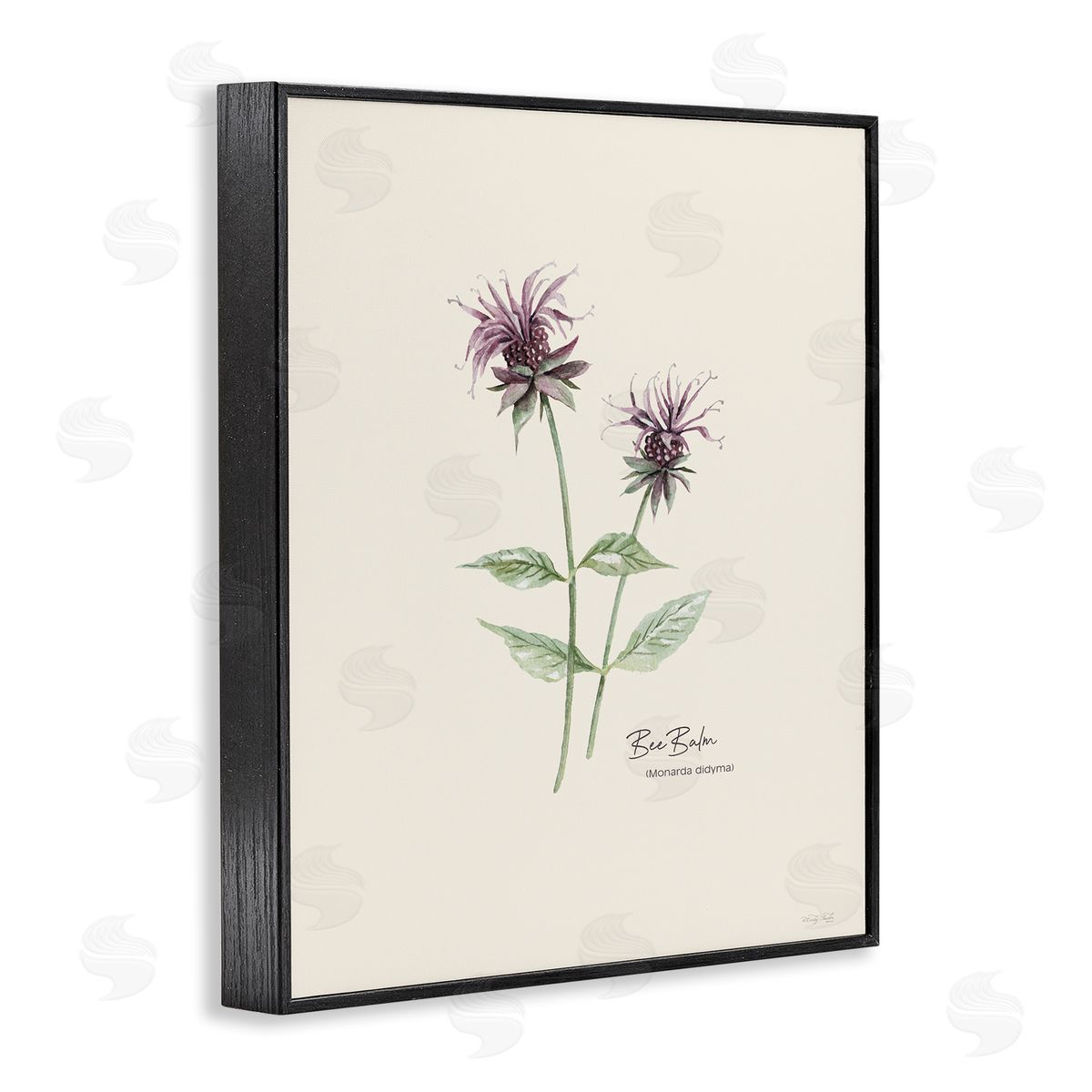 Bee Balm Herb Black Frame Print Wall Art, Home Decor by Cindy Jacobs