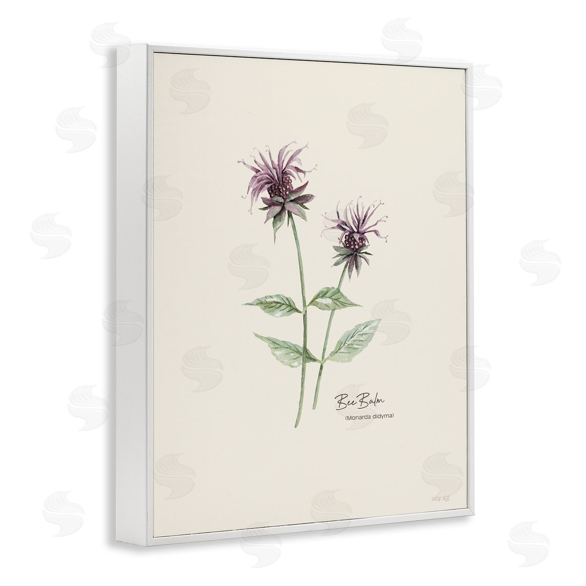Bee Balm Herb White Frame Print Wall Art, Home Decor by Cindy Jacobs