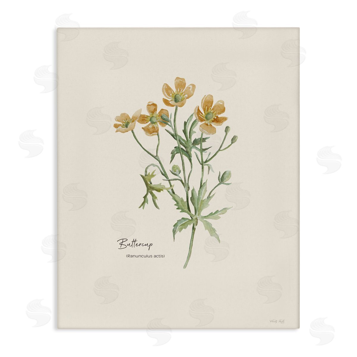 Simple Buttercup Flowers Canvas Wall Art, Home Decor by Cindy Jacobs